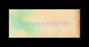 黑白色边牧毛色淡还分差