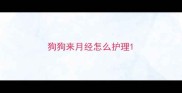 狗狗来月经怎么护理
