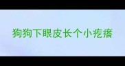 狗狗下眼皮长个小疙瘩