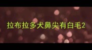 拉布拉多犬鼻尖有白毛