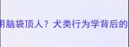 拉布拉多犬为何总爱用脑袋顶人犬类行为学背后的科学原因及训练指南