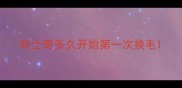 哈士奇多久开始第一次换毛