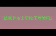 被家养哈士奇咬了危险吗