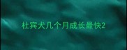 杜宾犬几个月成长最快
