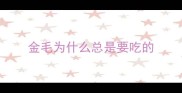 金毛为什么总是要吃的