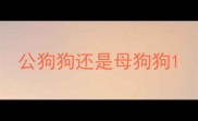 公狗狗还是母狗狗
