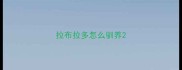 拉布拉多怎么驯养