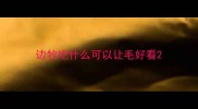边牧吃什么可以让毛好看