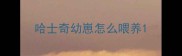 哈士奇幼崽怎么喂养