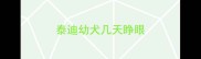 泰迪幼犬几天睁眼