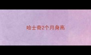 哈士奇2个月身高