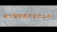 哈士奇牵着不走怎么办