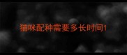 猫咪配种需要多长时间