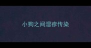 小狗之间湿疹传染