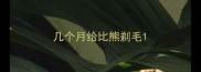 几个月给比熊剃毛