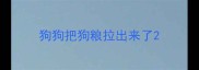 狗狗把狗粮拉出来了