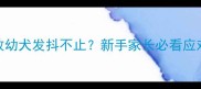 2月龄德牧幼犬发抖不止新手家长必看应对指南