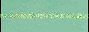 边牧补钙过量会立耳吗科学解答边境牧羊犬耳朵立起的真正原因与应对措施
