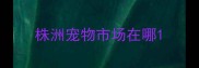株洲宠物市场在哪