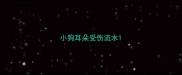小狗耳朵受伤流水