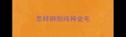 怎样辨别纯种金毛