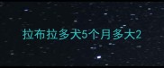 拉布拉多犬5个月多大