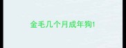 金毛几个月成年狗