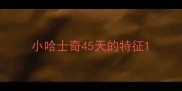 小哈士奇45天的特征