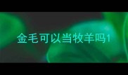 金毛可以当牧羊吗