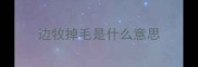 边牧掉毛是什么意思