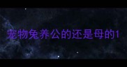 宠物兔养公的还是母的