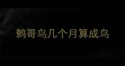 鹩哥鸟几个月算成鸟