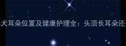 边境牧羊犬耳朵位置及健康护理全头顶长耳朵还是后置