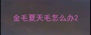 金毛夏天毛怎么办