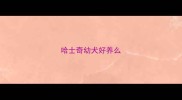 哈士奇幼犬好养么