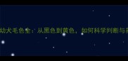 拉布拉多幼犬毛色全从黑色到黄色如何科学判断与养护指南