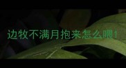 边牧不满月抱来怎么喂
