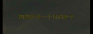 狗狗怀孕一个月的肚子
