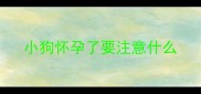 小狗怀孕了要注意什么