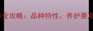 杭州拉布拉多饲养全攻略品种特性养护要点及社区经验分享