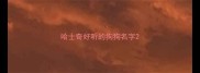 哈士奇好听的狗狗名字