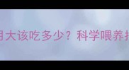 法国斗牛犬10个月大该吃多少科学喂养指南与食量计算全