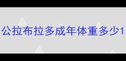 公拉布拉多成年体重多少