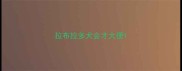 拉布拉多犬会才大便