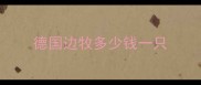 德国边牧多少钱一只