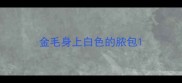 金毛身上白色的脓包
