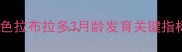 黑色拉布拉多3月龄发育关键指标