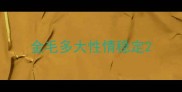 金毛多大性情稳定