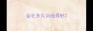 金毛多久训练最好