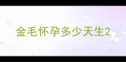 金毛怀孕多少天生